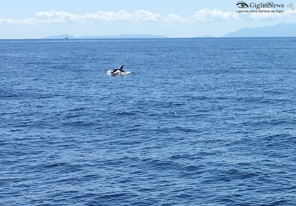 avvistamento orca capraia arcipelago toscano isola del giglio giglionews