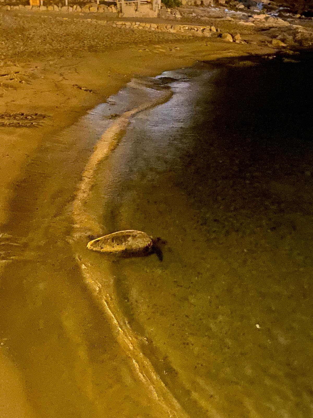 tartaruga marina spiaggia scalettino isola del giglio giglionews