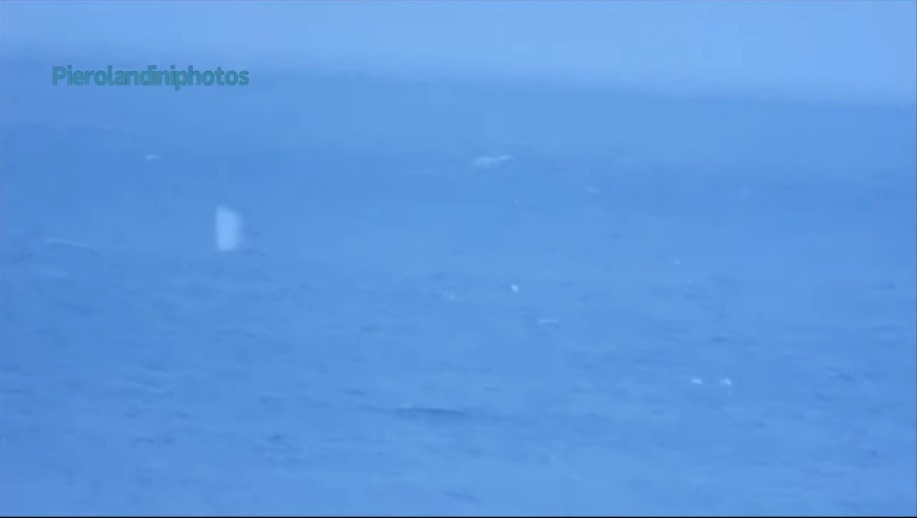 balena landini mare ambiente isola del giglio giglionews natura