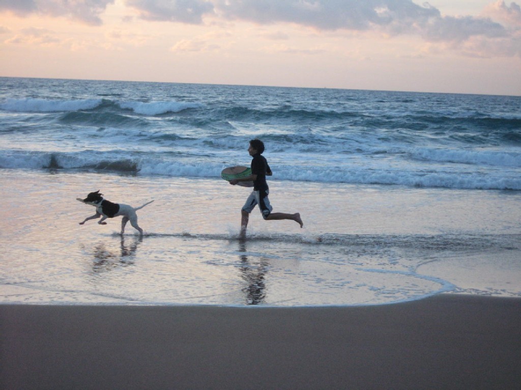 ordinanza balneare cani animali spiaggia autobus isola del giglio giglionews