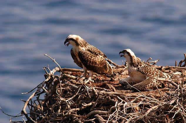 coppia falco pescatore parco arcipelago toscano isola del giglio giglionews capraia