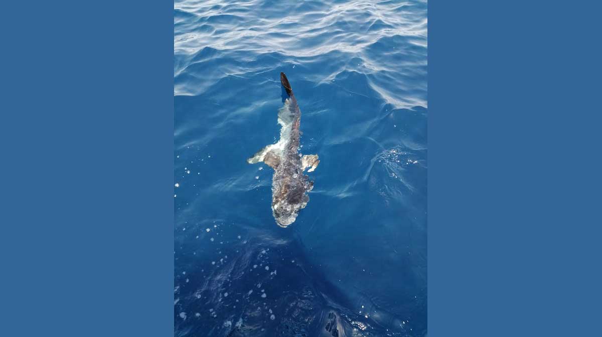 foto squalo pesce luna isola del giglio giglionews