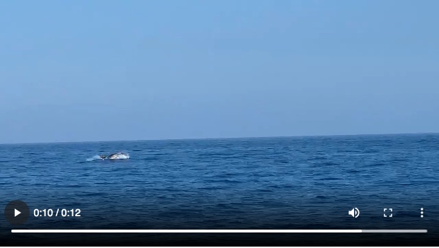 video delfini isola del giglio porto giglionews