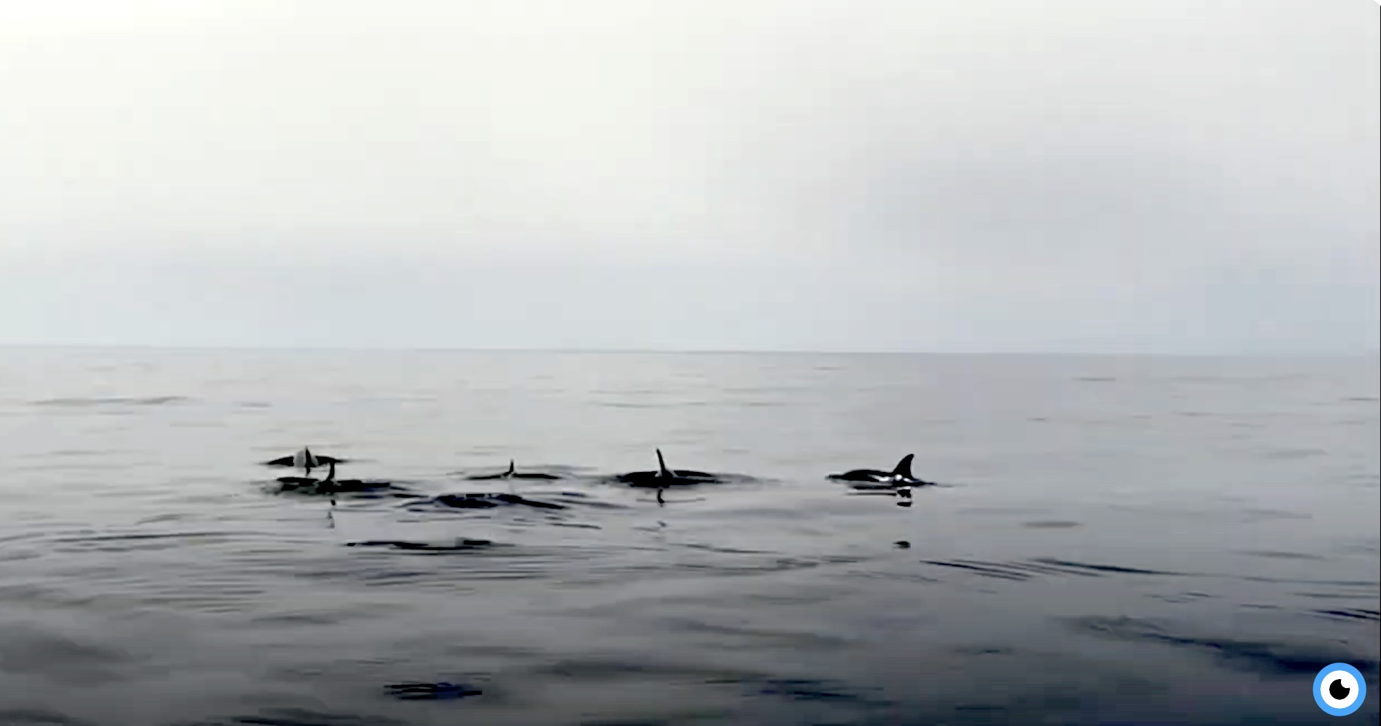 mamme cuccioli delfini isola del giglio giglionews
