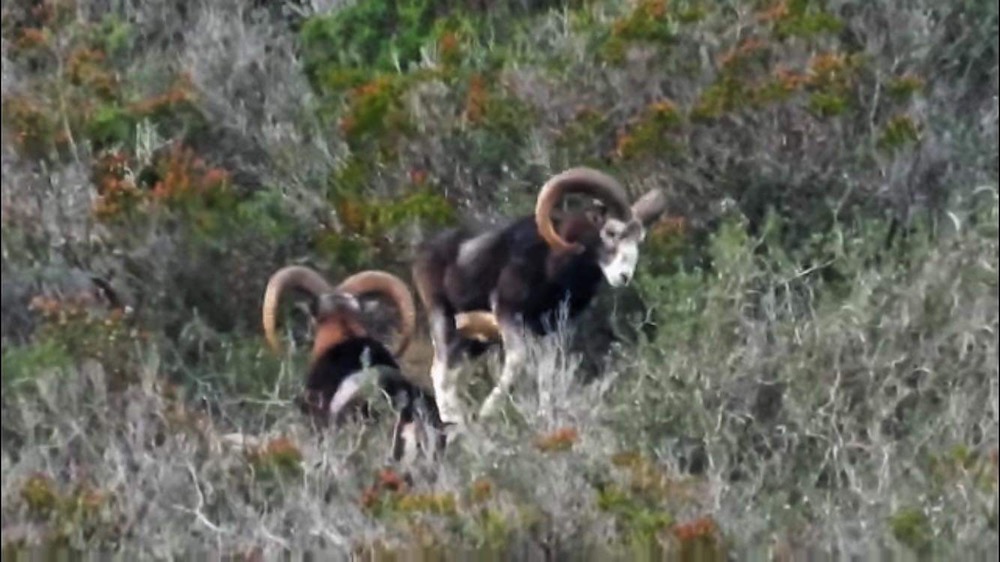 mufloni palma silvestri isola del giglio giglionews