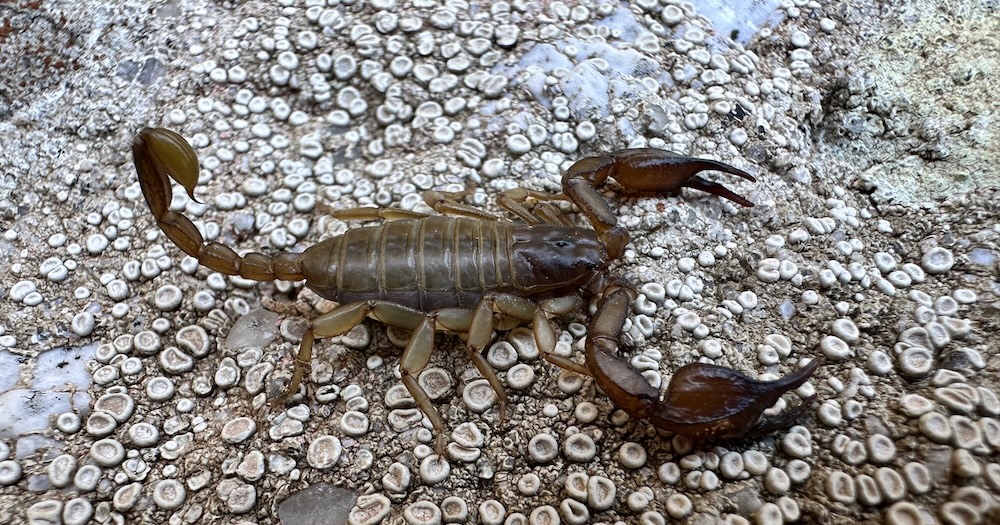 scorpione montecristo parco arcipelago toscano giglionews