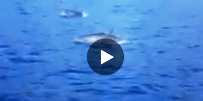 video delfini isola del giglio campese giglionews