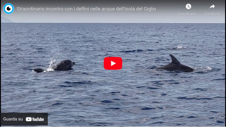 video delfini isola del giglio giglionews sergio centurioni
