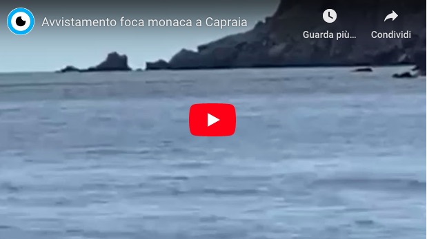 foca monaca capraia parco arcipelago toscano isola del giglio giglionews